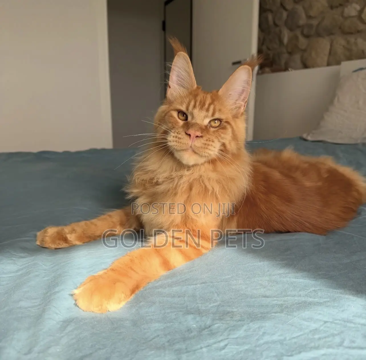 3-6 months Male Purebred Maine Coon