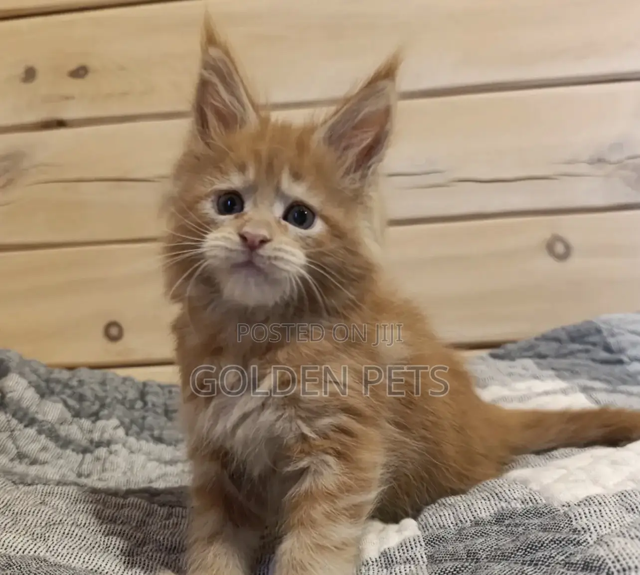 1-3 months Male Purebred Maine Coon