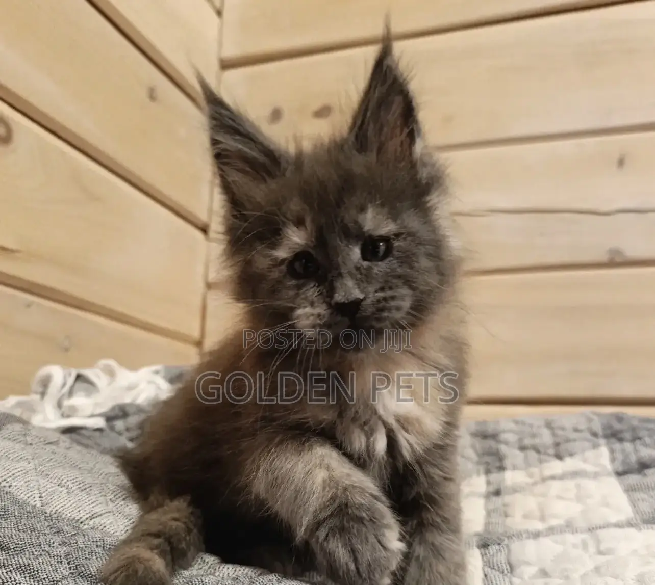 1-3 months Male Purebred Maine Coon