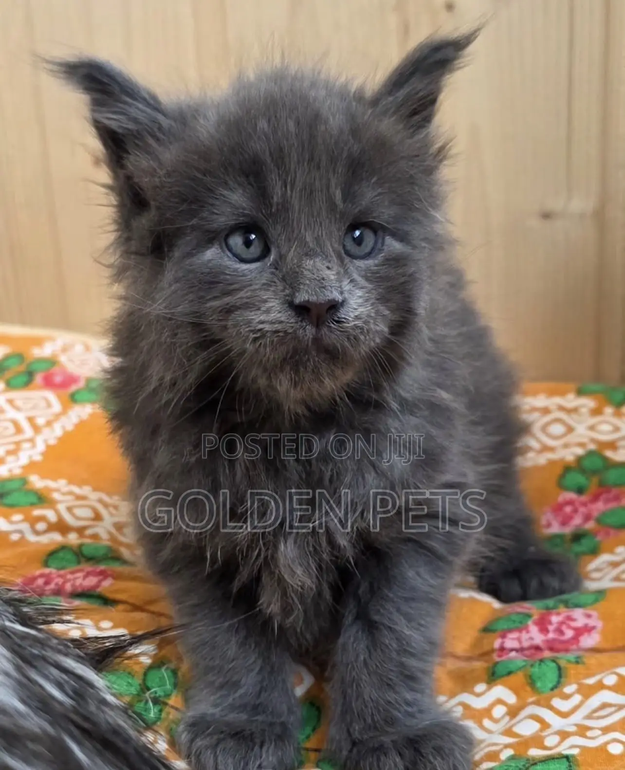 1-3 months Female Purebred Maine Coon