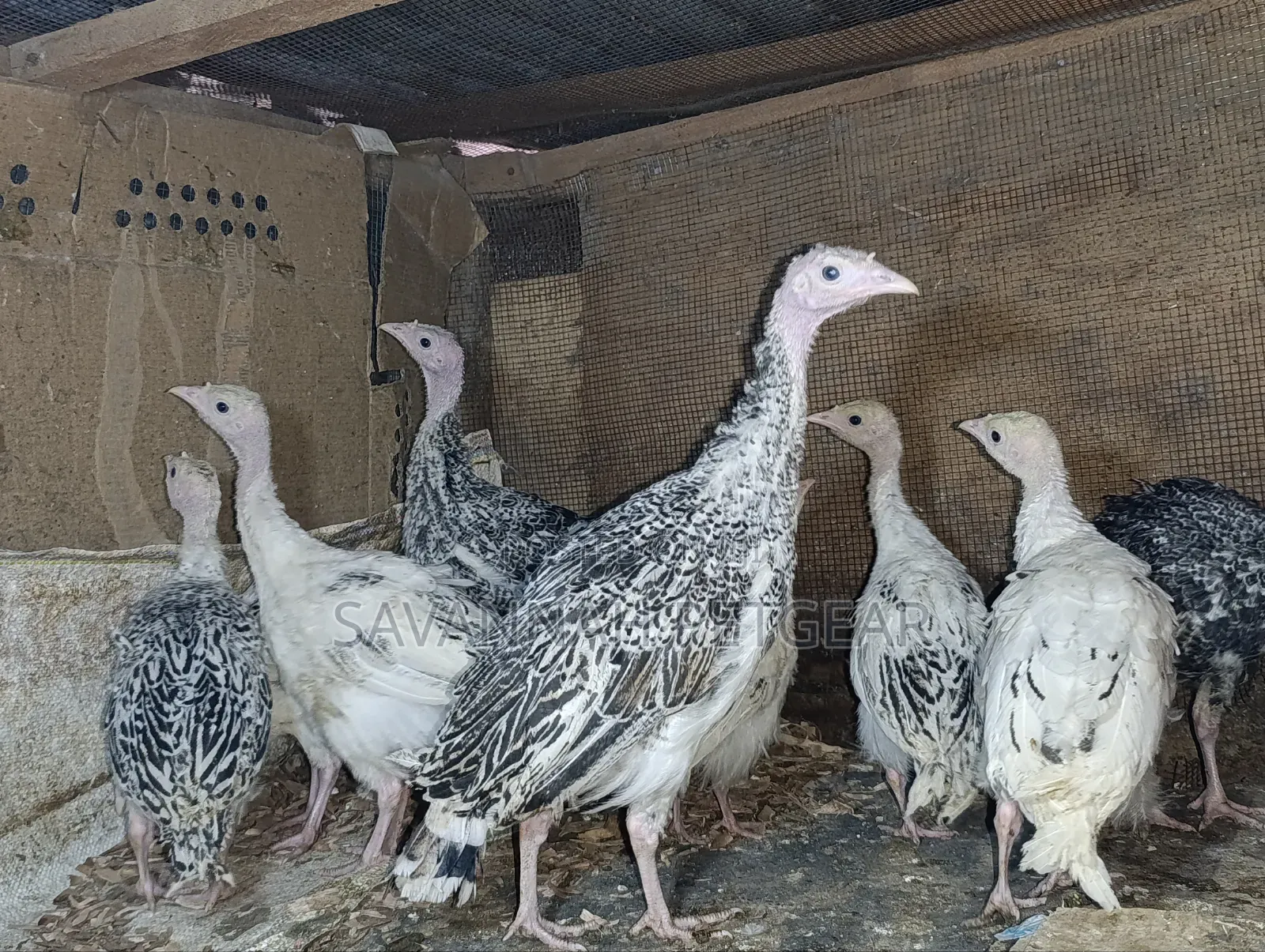 Royal Palm and Narragansett Cross Turkey Poults (Around 2 Months Old)