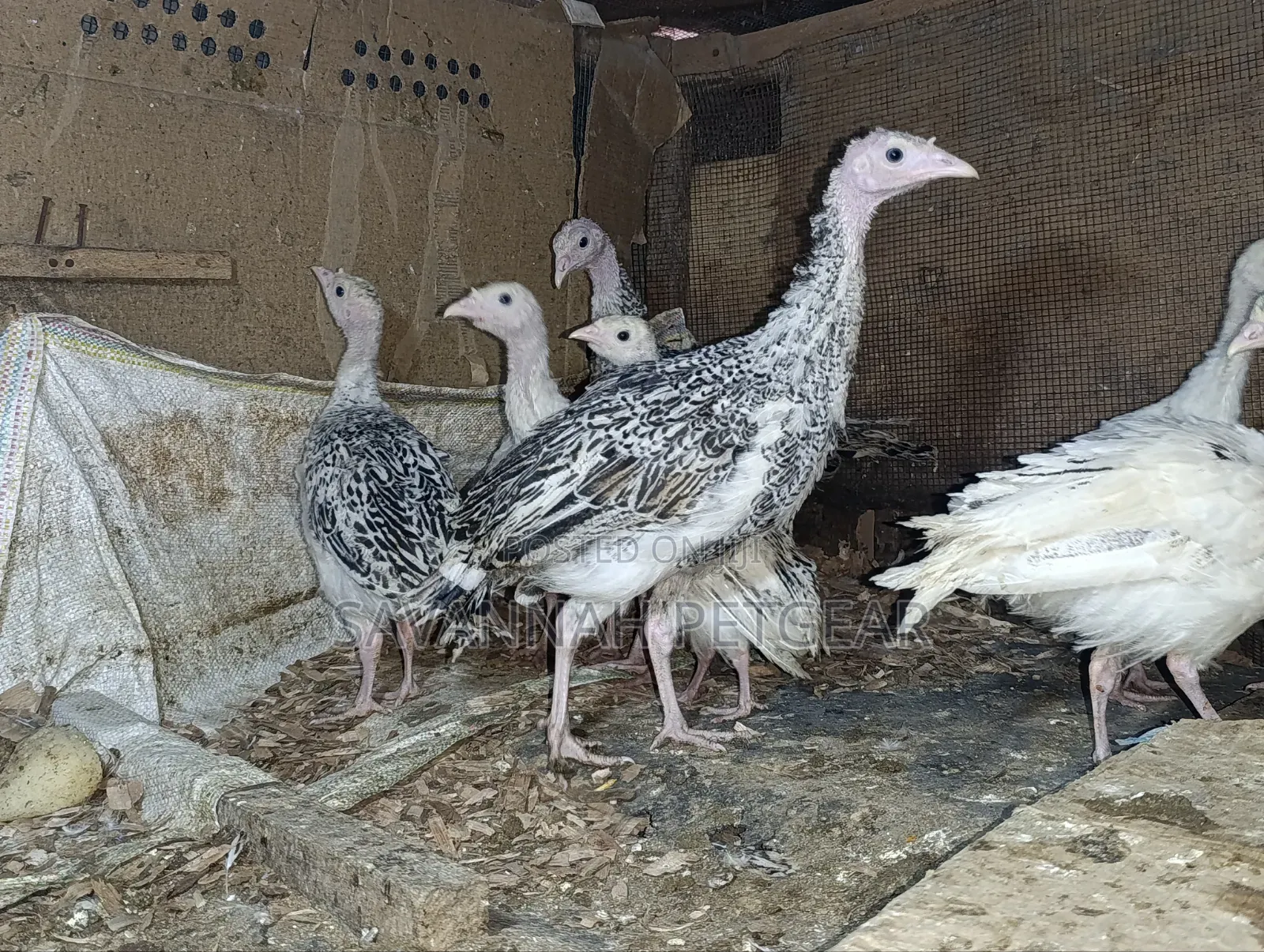 Royal Palm and Narragansett Cross Turkey Poults (Around 2 Months Old)