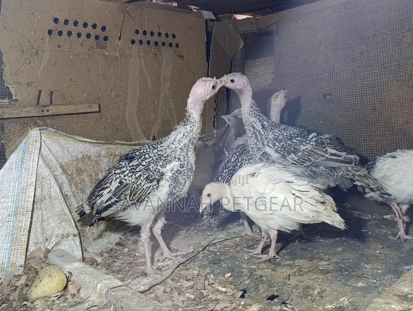 Royal Palm and Narragansett Cross Turkey Poults (Around 2 Months Old)