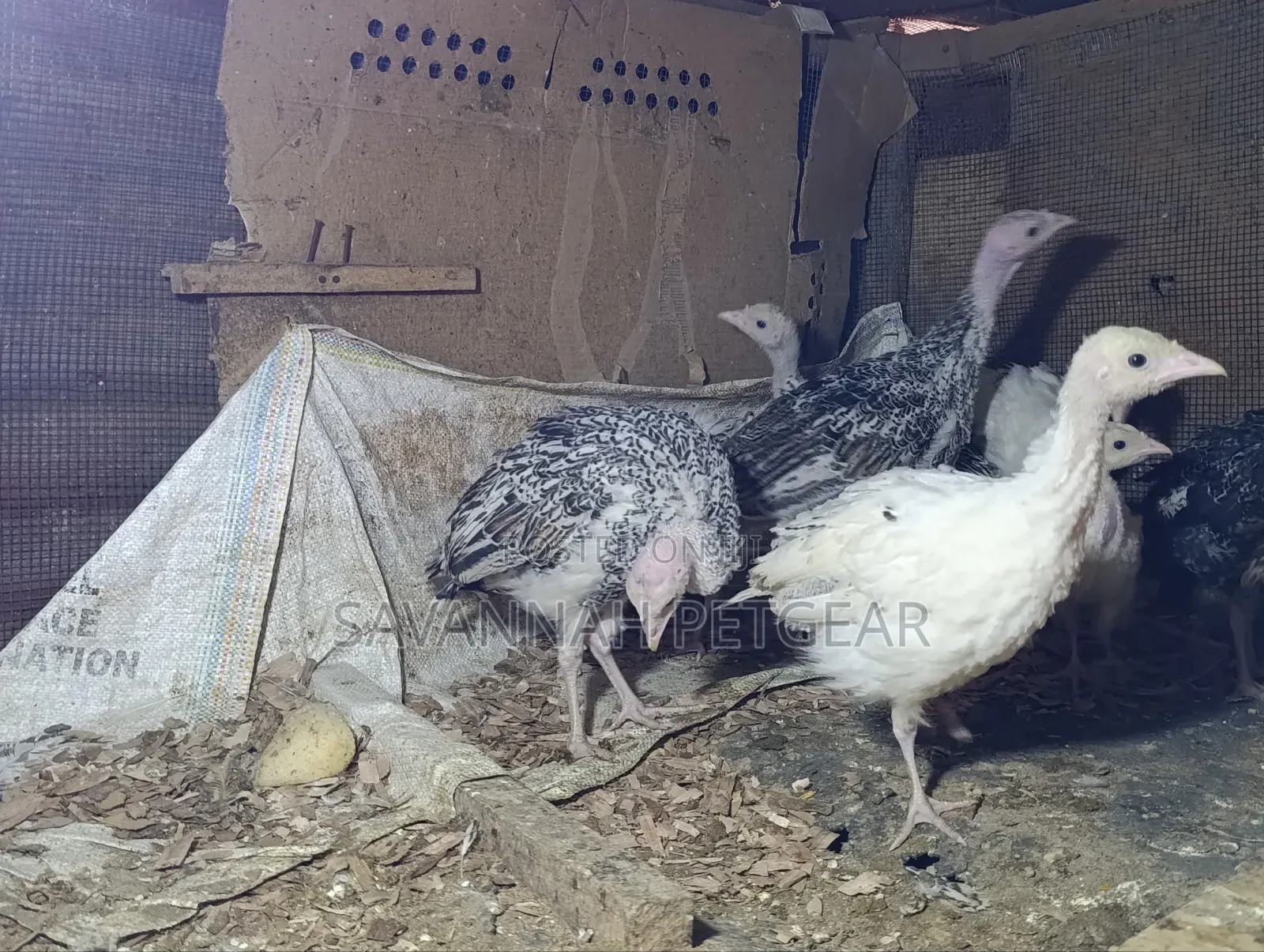 Royal Palm and Narragansett Cross Turkey Poults (Around 2 Months Old)