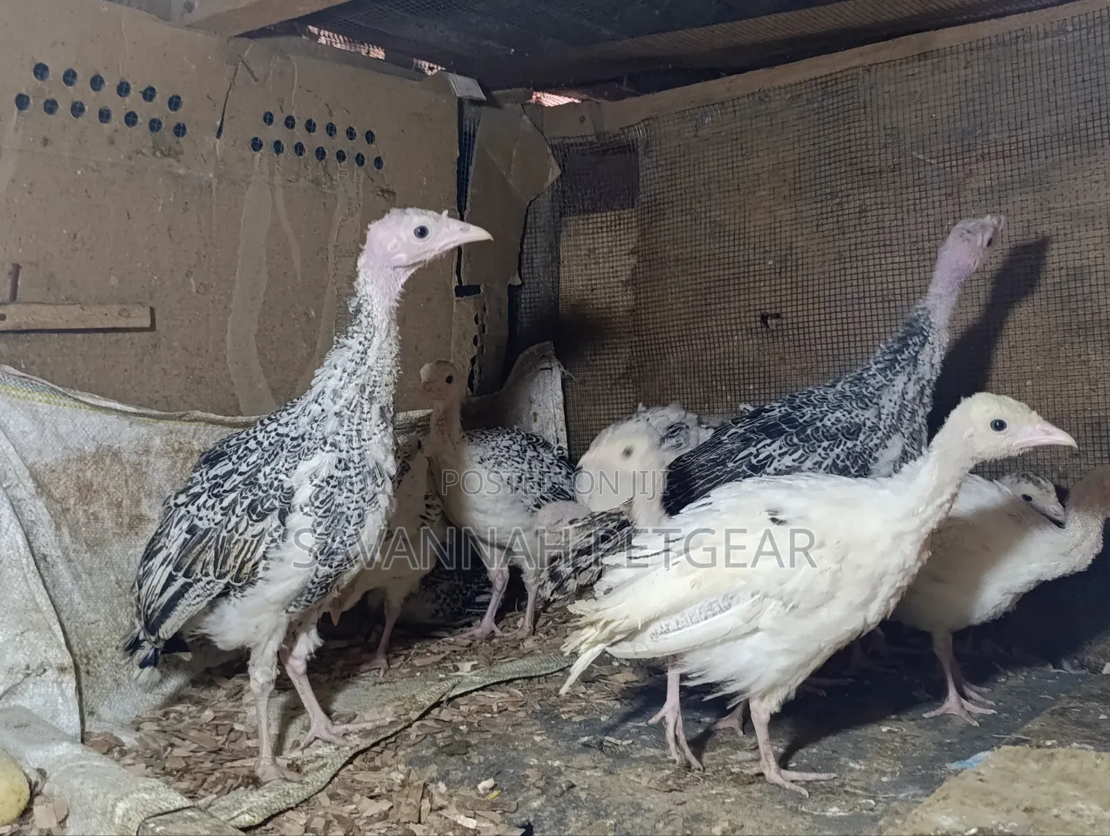 Royal Palm and Narragansett Cross Turkey Poults (Around 2 Months Old)