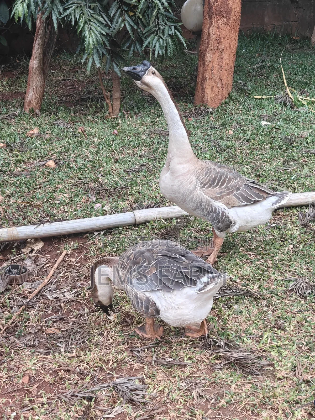 Mature African Goose Pair