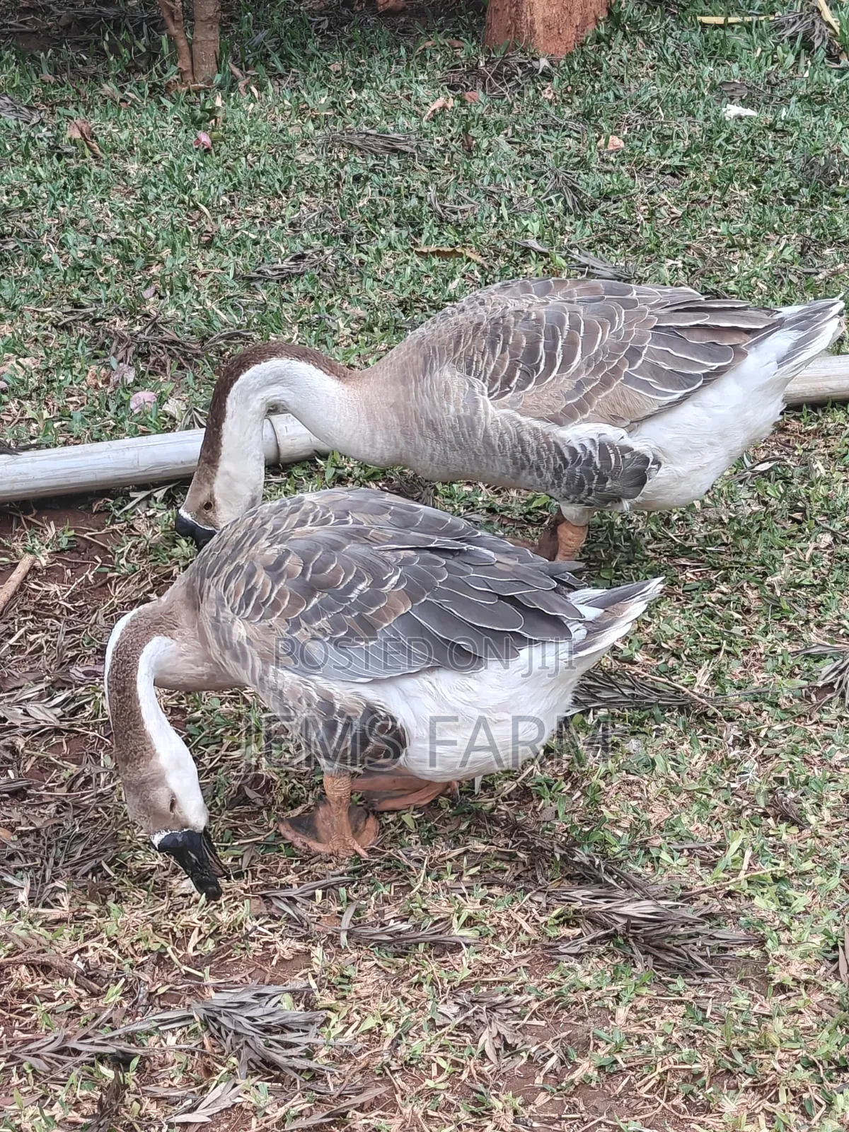 Mature African Goose Pair