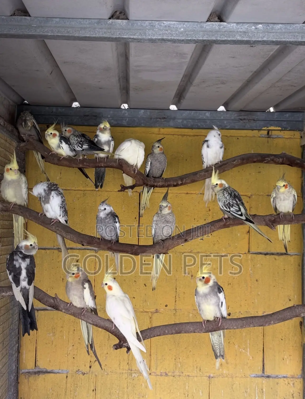 Breeding Pairs