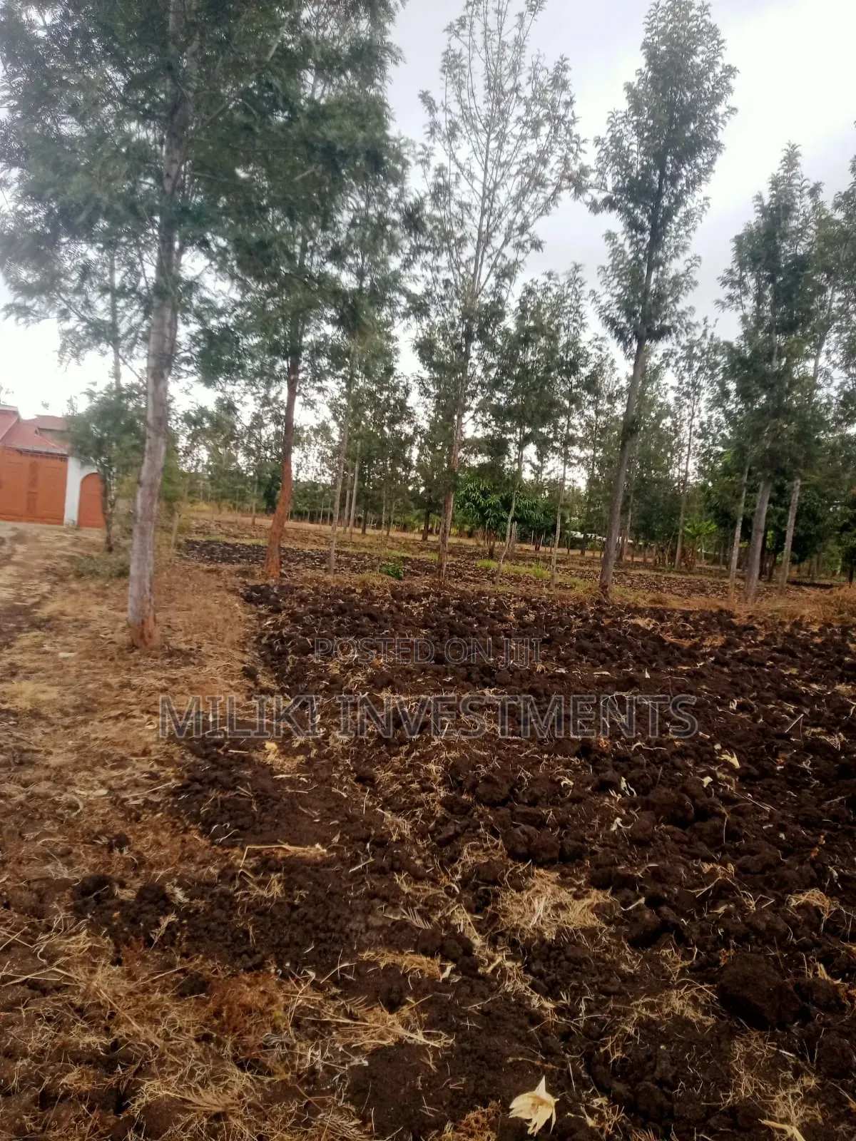 1.25 Acres on Sale at Kenol-Kamiigua