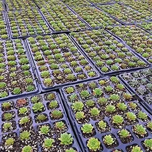 Farm Starter Cell Seedling Trays - Wholesale