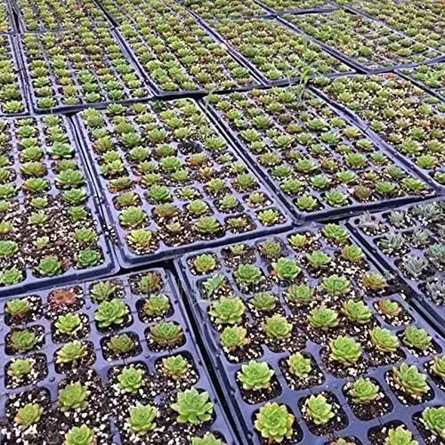Farm Starter Cell Seedling Trays - Wholesale