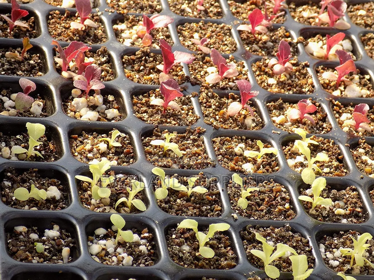 Transplant-Ready Seedling Trays - Wholesale