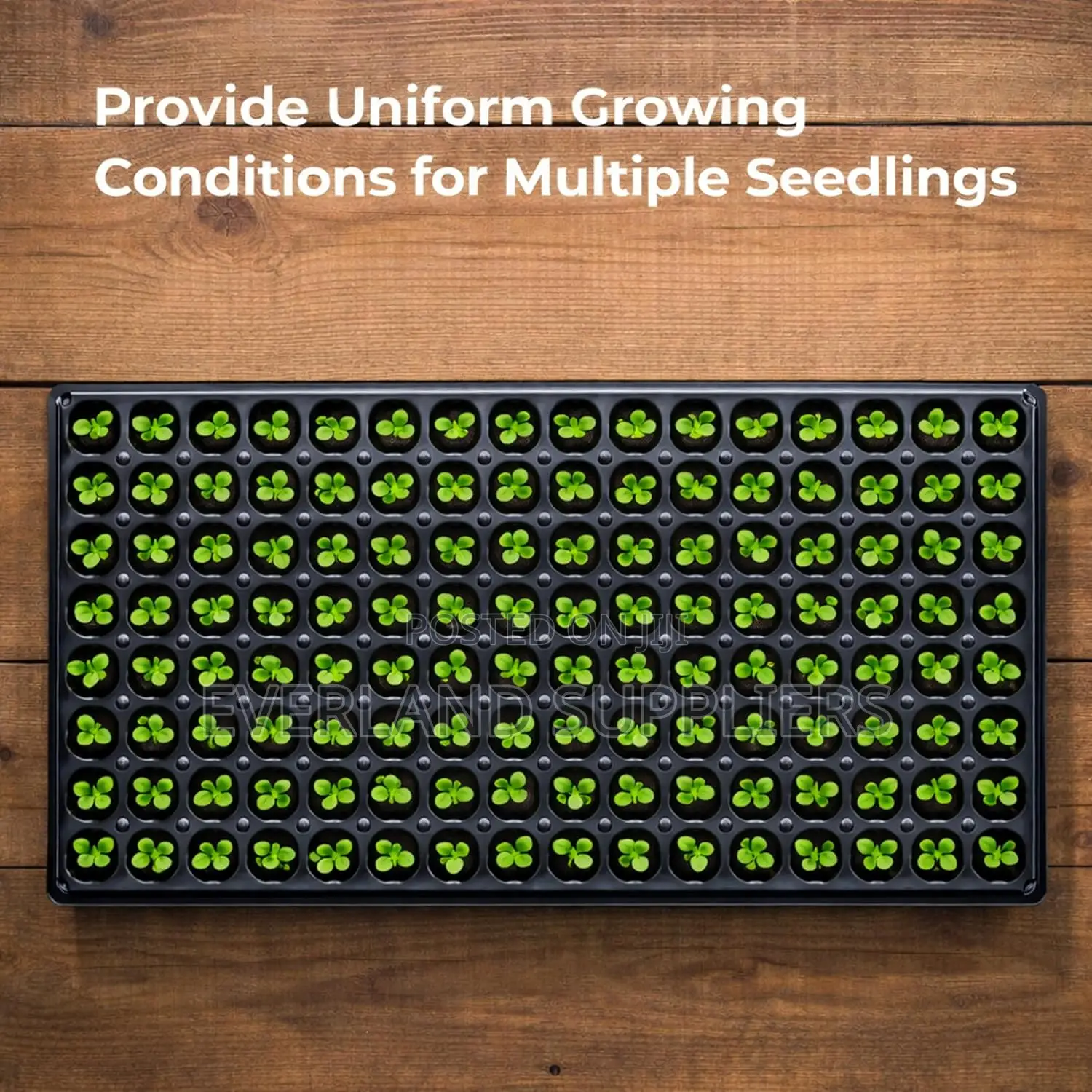 Organized Root Growth Seedling Trays - Wholesale