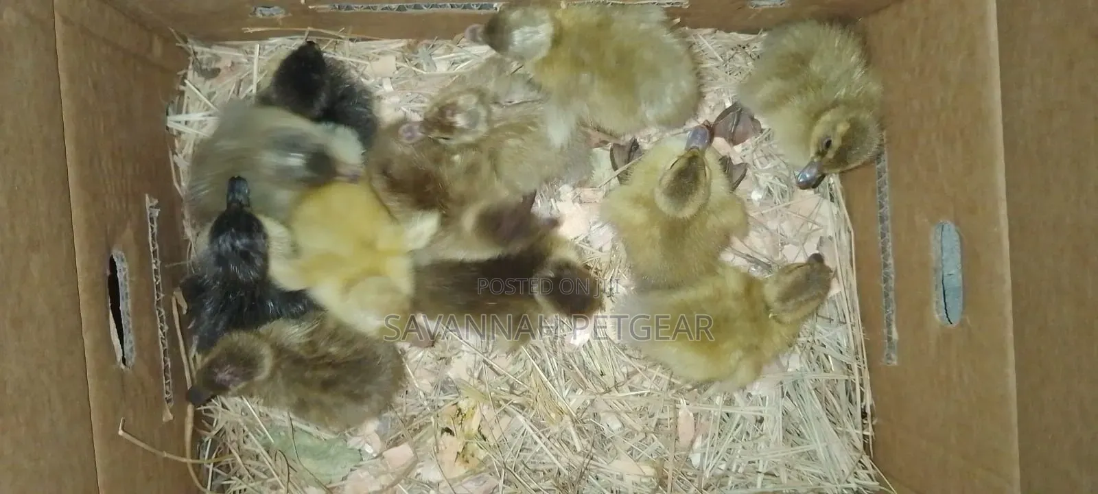 Newly Hatched Ducklings (Such as Khaki Campbell, Swedish, Pekin, Rouen