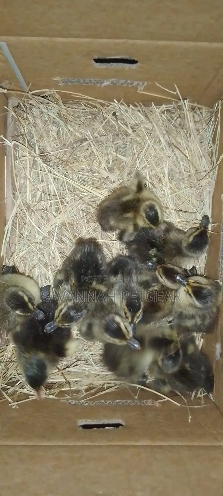 Newly Hatched Ducklings (Such as Khaki Campbell, Swedish, Pekin, Rouen