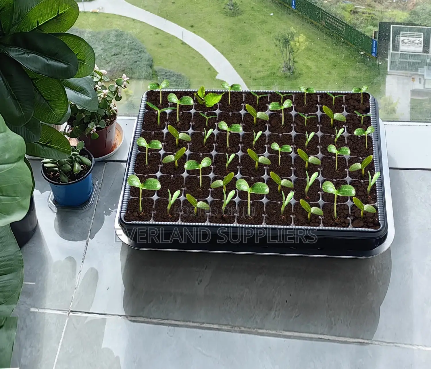 Seedling Trays for Transplant Preparation