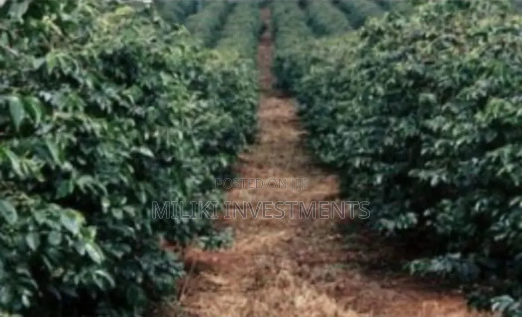 1 Acre Orange /Ovacado Lands on Sale at Ithanga