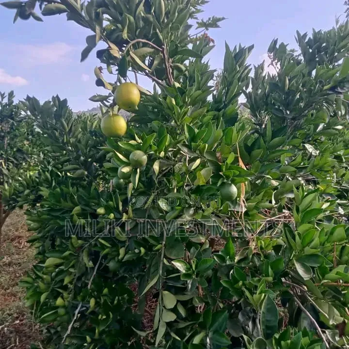 1 Acre Orange /Ovacado Lands on Sale at Ithanga
