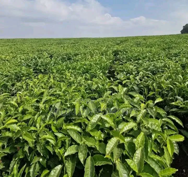 1 Acre Orange /Ovacado Lands on Sale at Ithanga