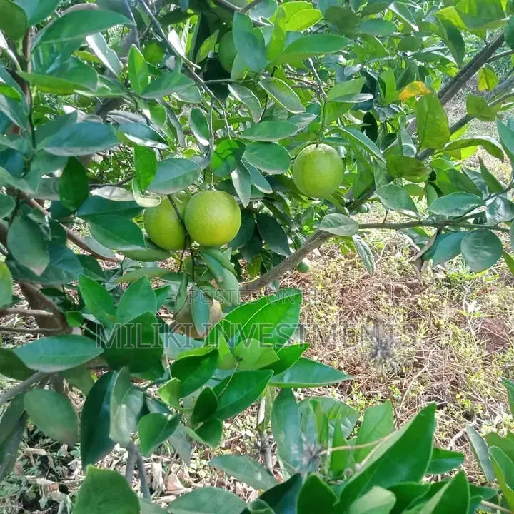 1 Acre Orange /Ovacado Lands on Sale at Ithanga