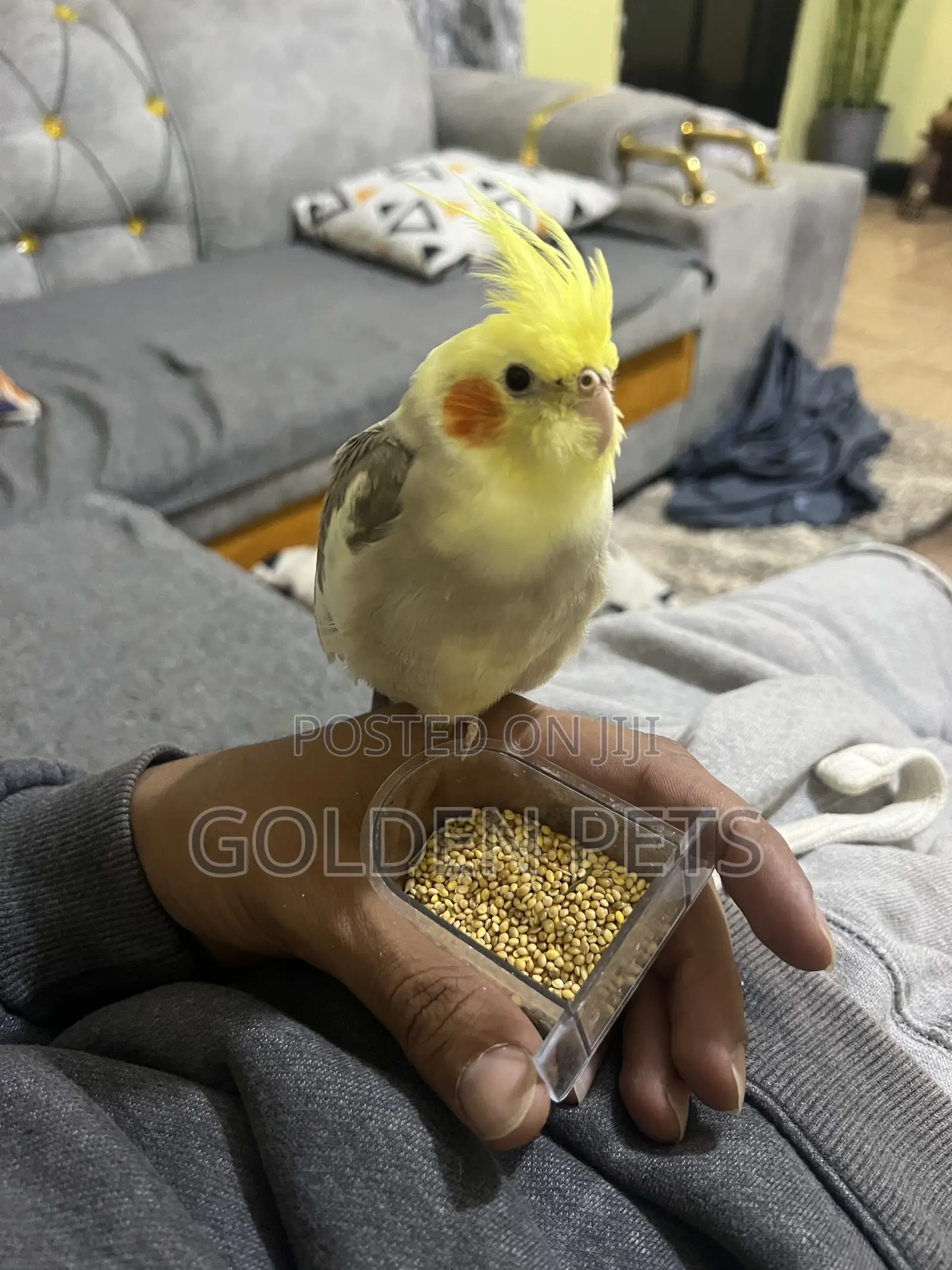 Cockatiels Friendly