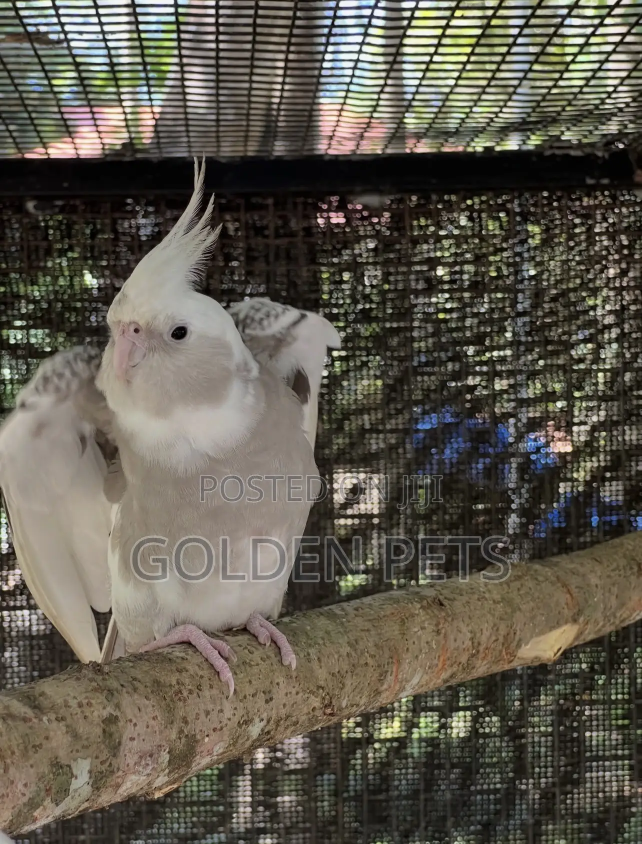 Cockatiels Pairs