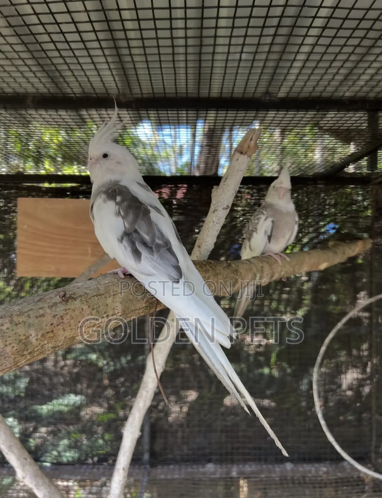 Healthy Cockatiels