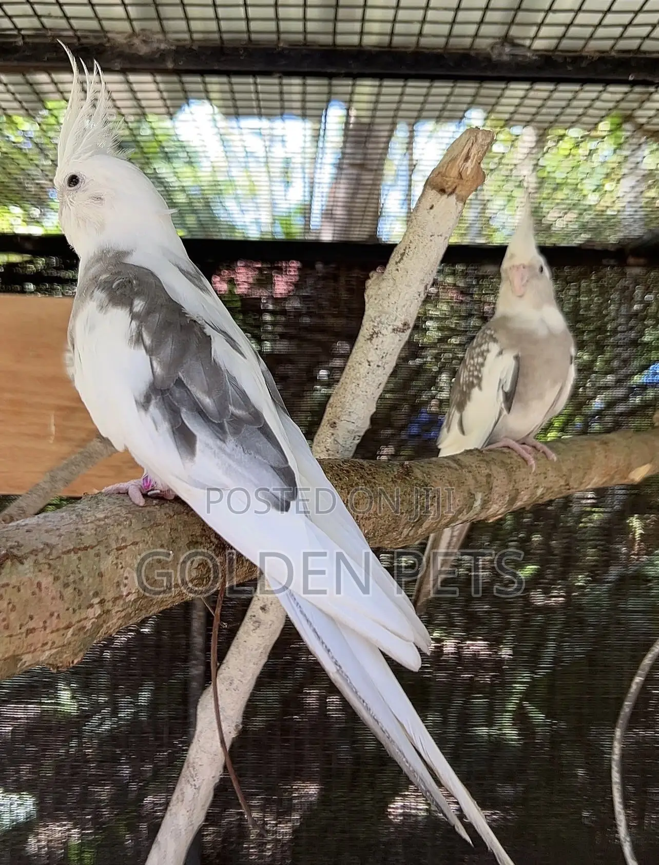 Healthy Male Cockatiel