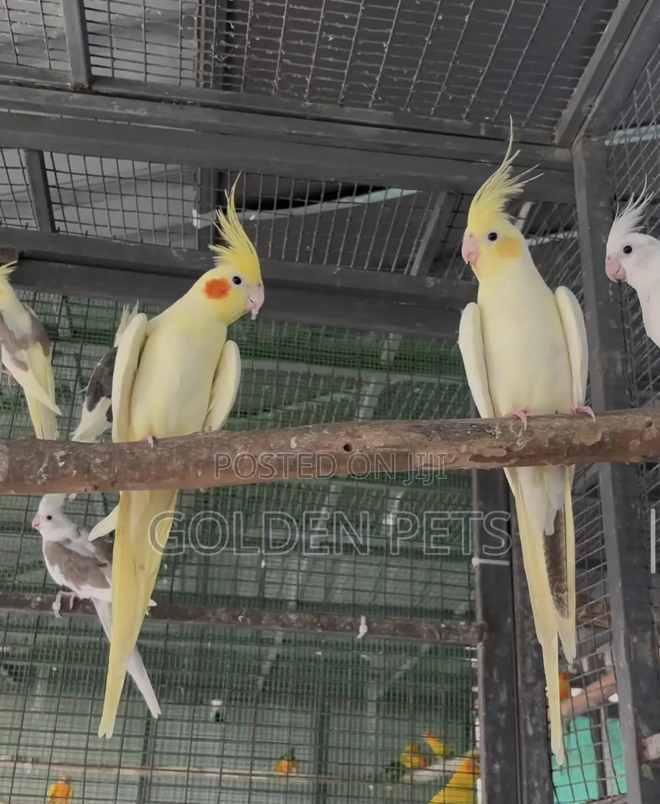 Cockatiels Female