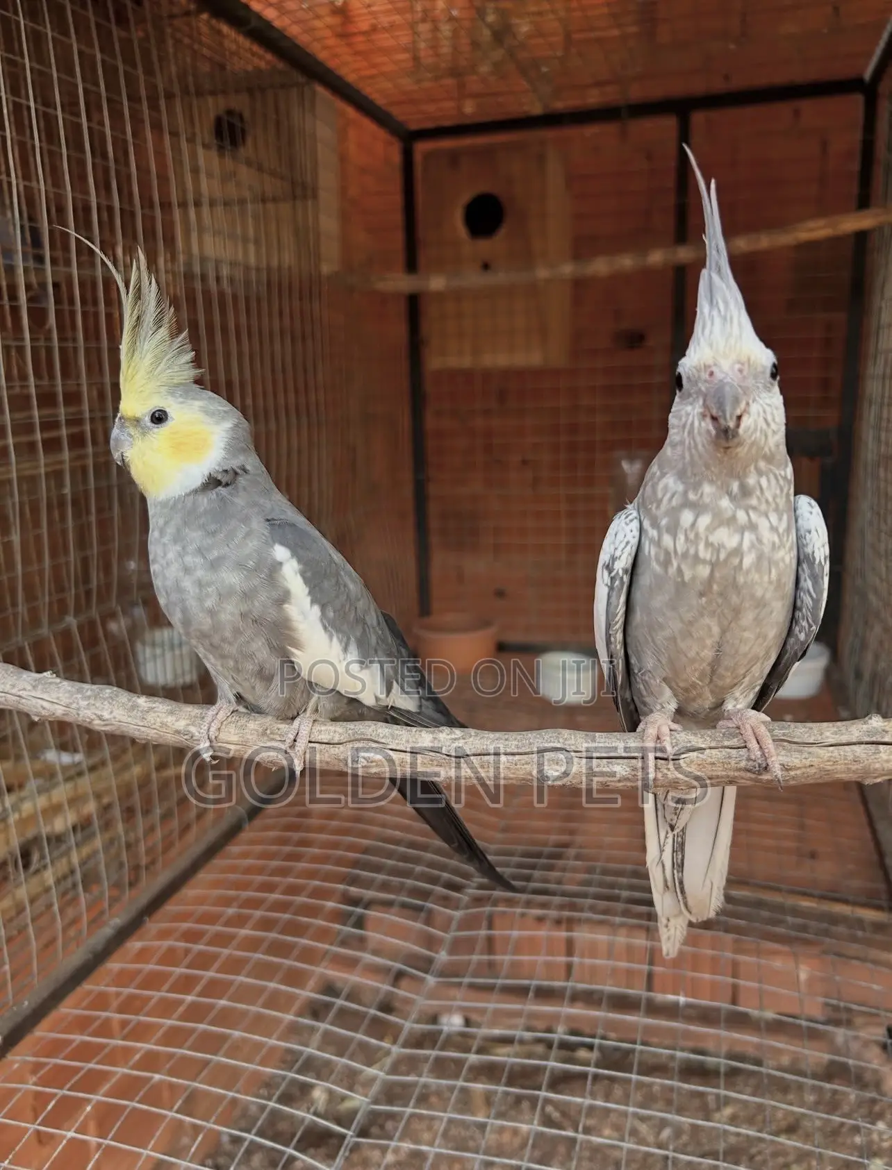 Breeding Pair