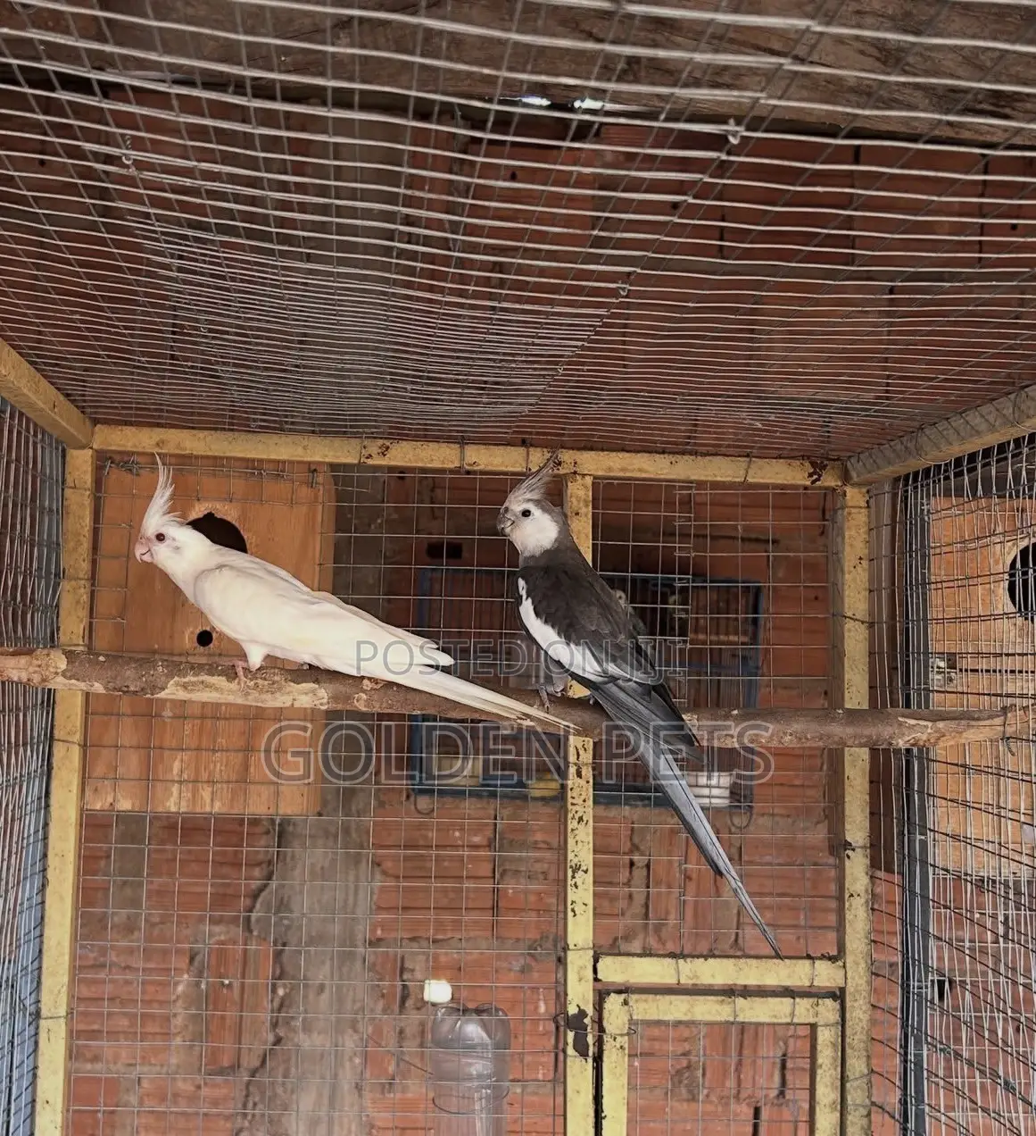 Breeding Bonded Pair