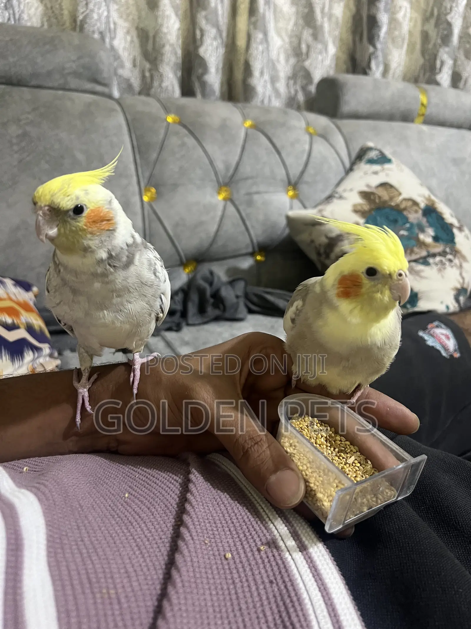 Cockatiels Tamed Pair