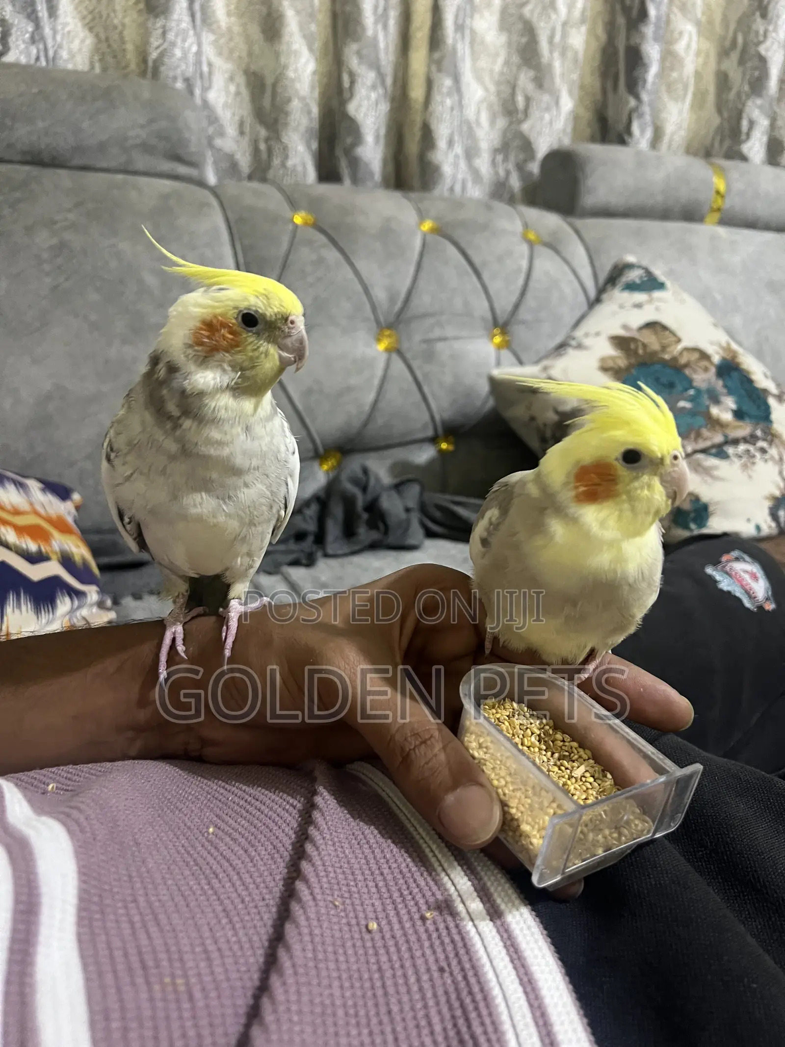 Trained Cockatiels
