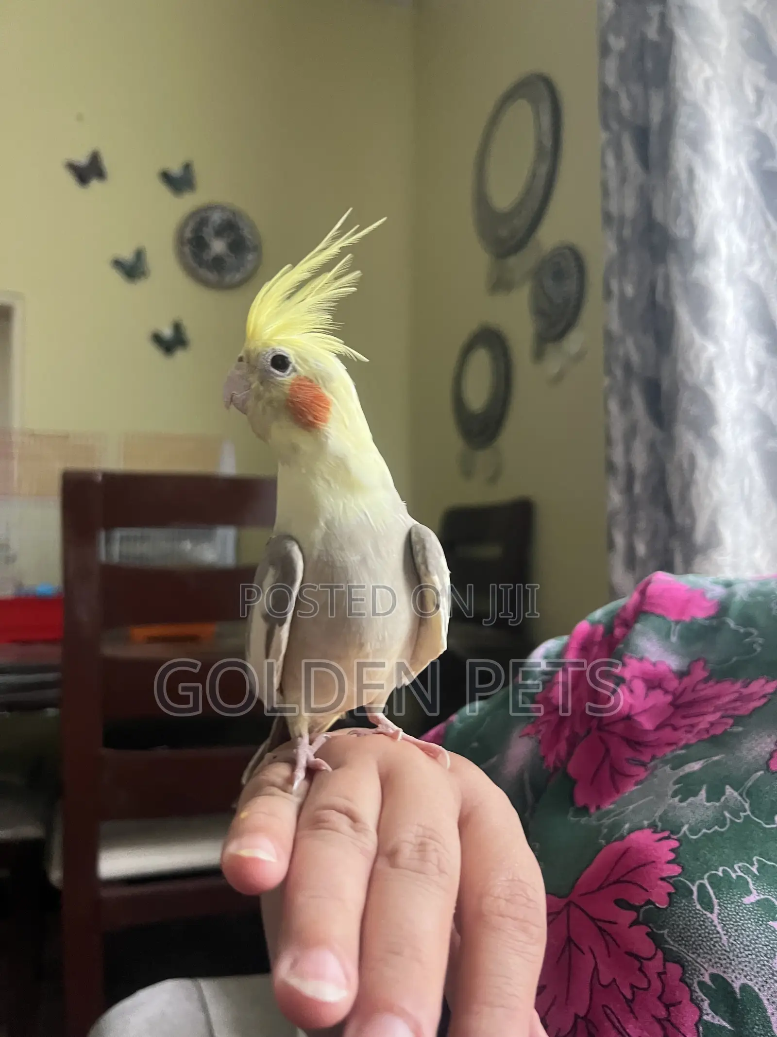 Tamed Cockatiels