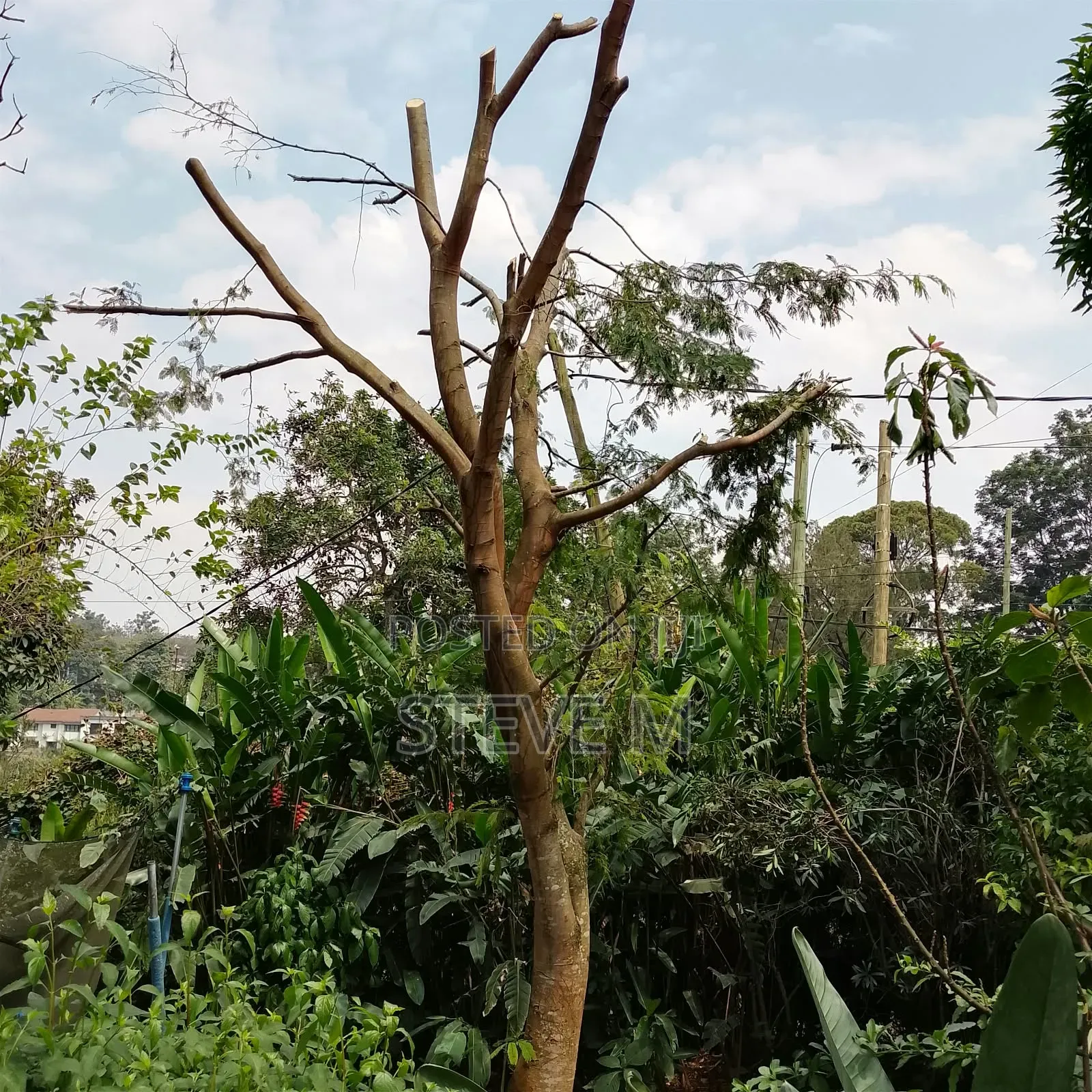 Arborist Available