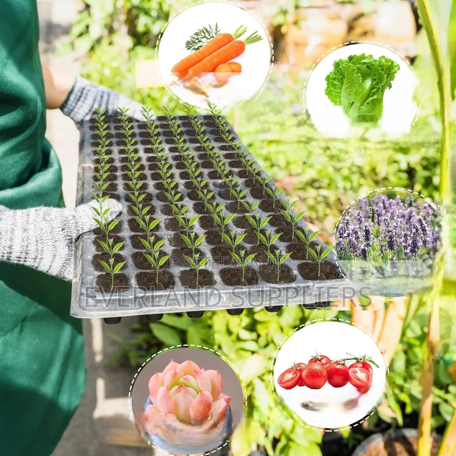 Greenhouse Seedling Trays