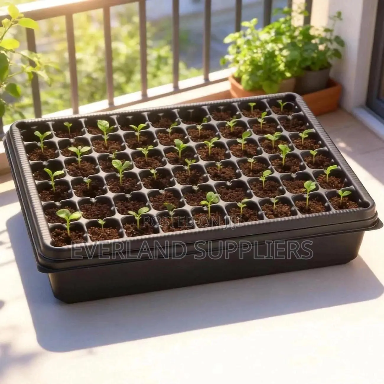 Vegetable Seedling Trays