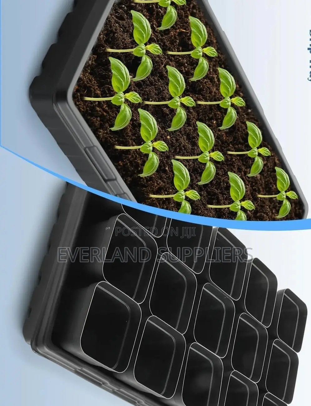 Seedling Trays for Tomatoes