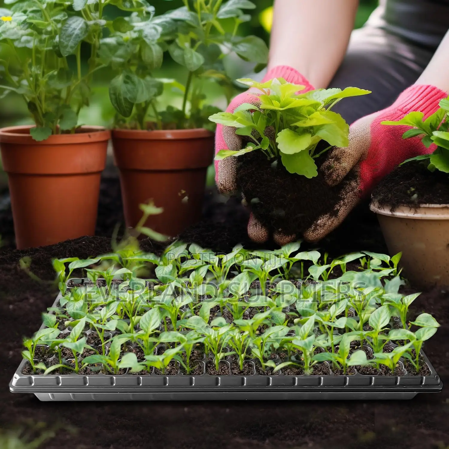Seedling Trays for Experienced Growers