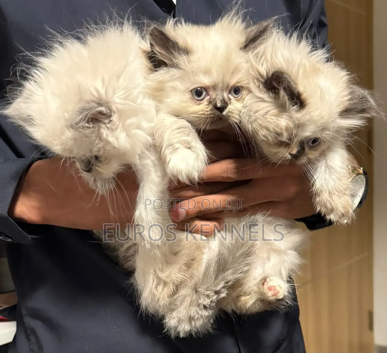 1-3 months Female Purebred Persian