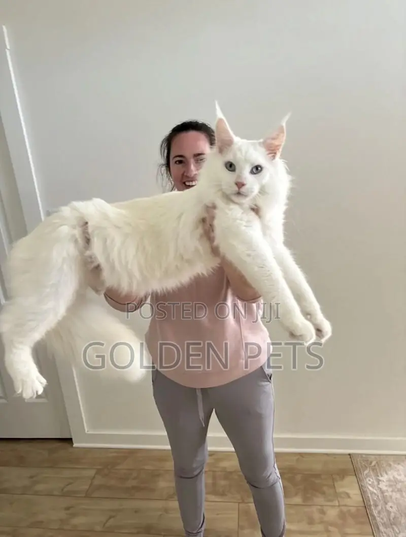 6-12 months Male Purebred Maine Coon