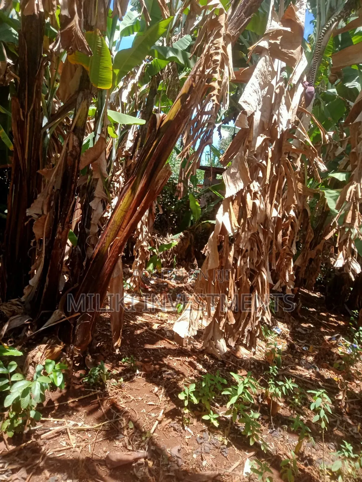 2 Acres on Sale at Maragua-Kaharati