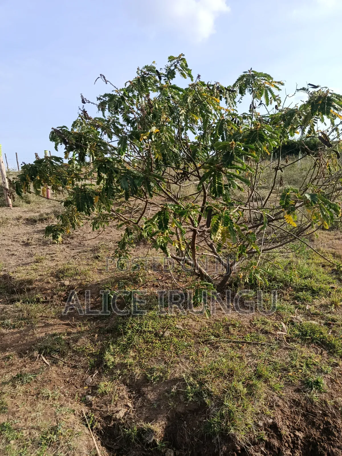 Plots for Sale Juja Farm, Kiambu