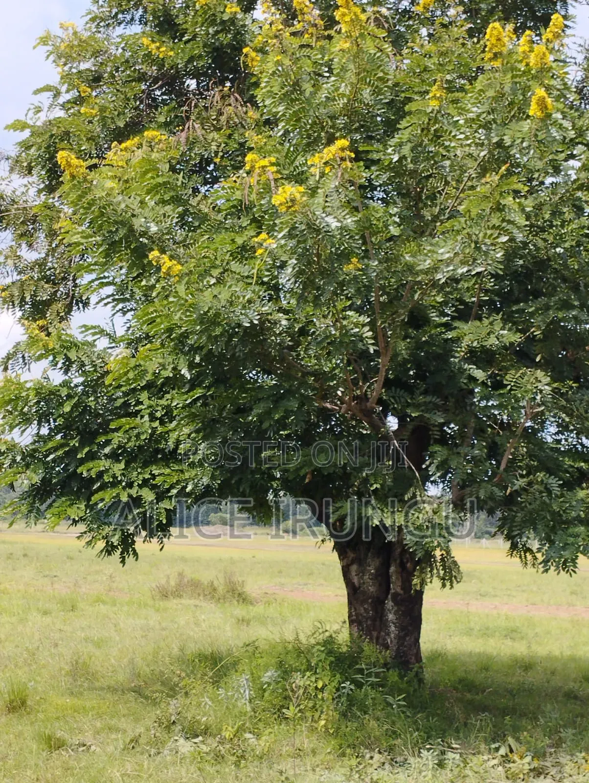 Plots for Sale Near Sagana Town | Kenol–marua Dual Carriageway