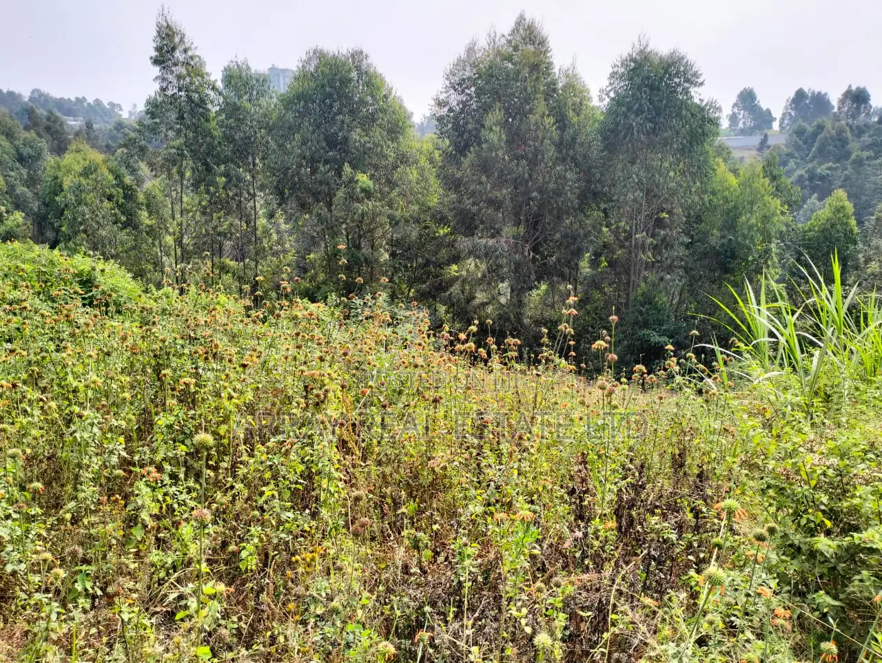 Prime 50×100 Plots for Sale in Lower Kabete