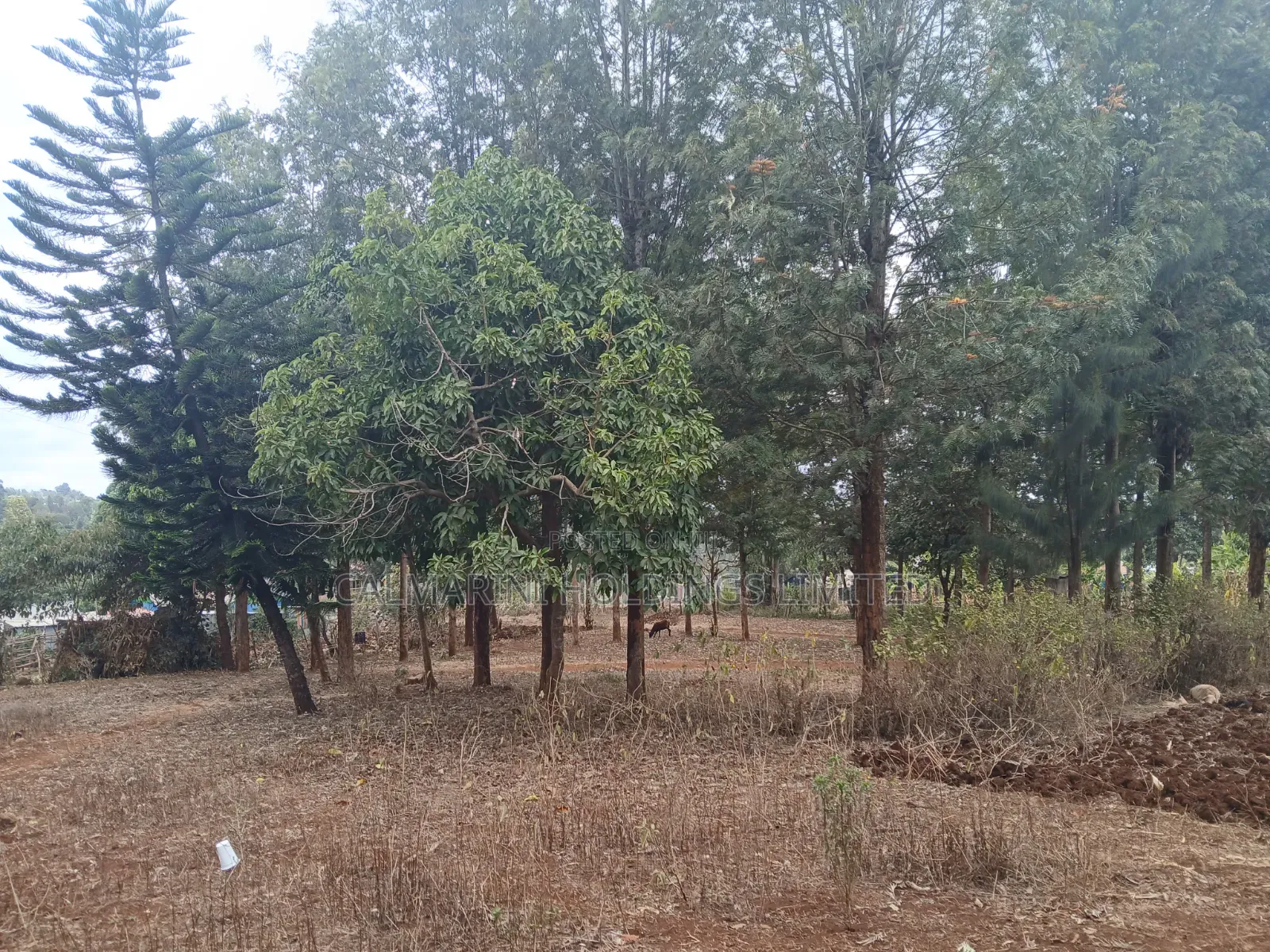 Prime Redsoil Quarter Acre Plot Off PCEA Road Tarmac With Grown Trees