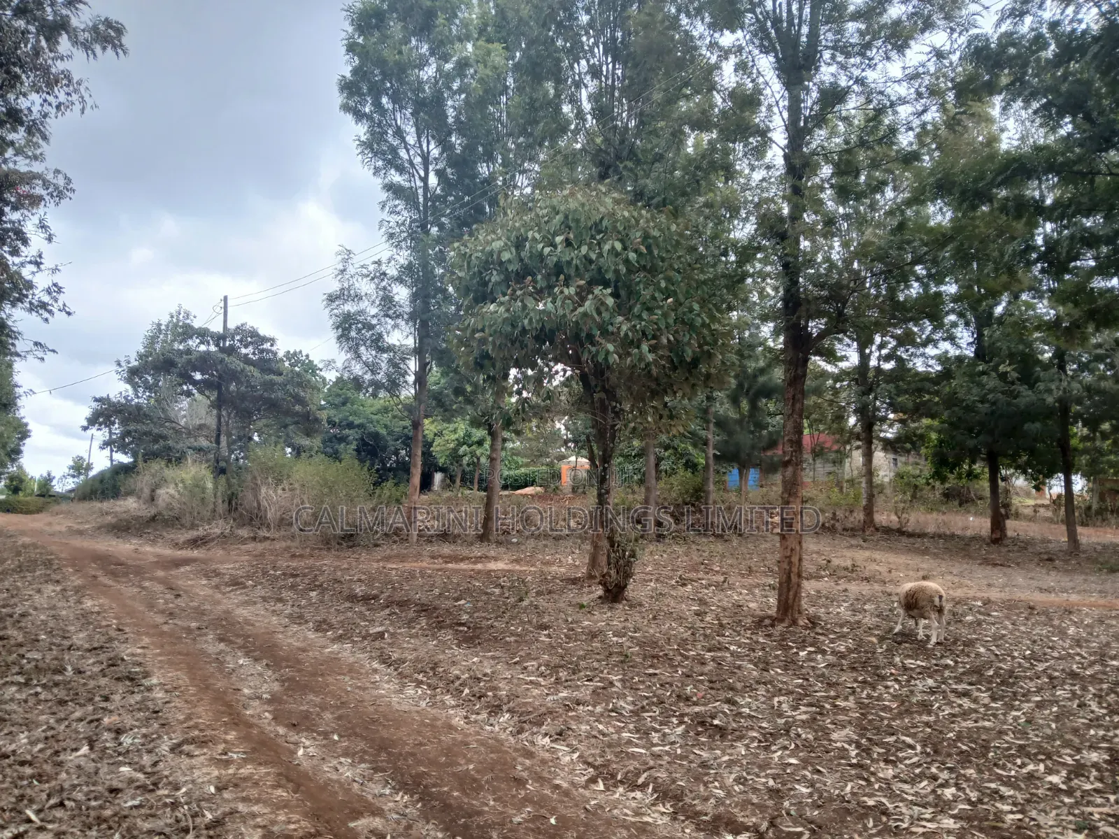 Prime Redsoil Quarter Acre Plot Off PCEA Road Tarmac With Grown Trees