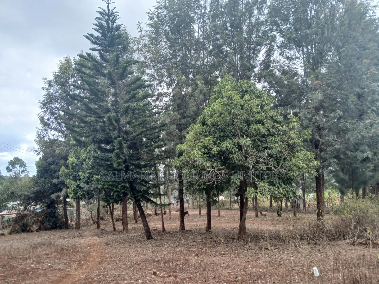 Prime Redsoil Quarter Acre Plot Off PCEA Road Tarmac With Grown Trees