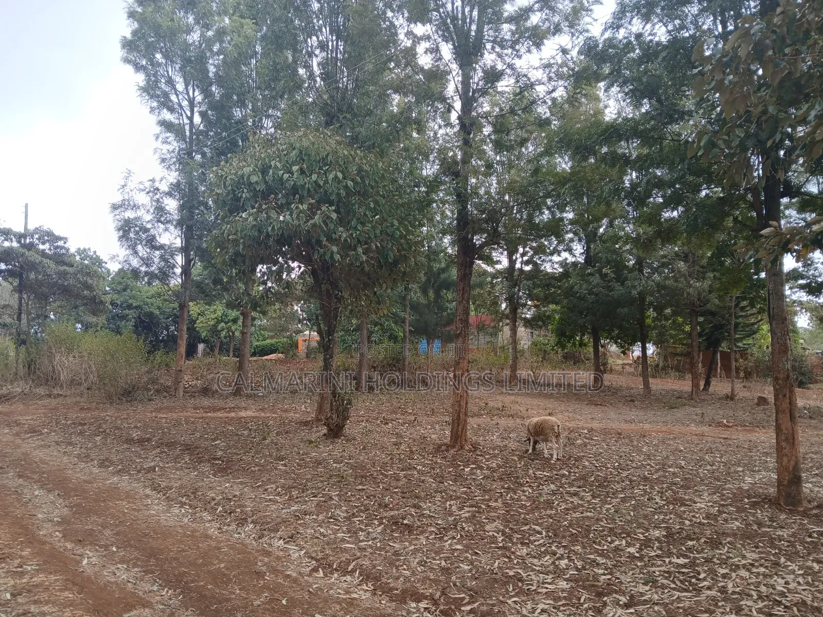 Prime Redsoil Quarter Acre Plot Off PCEA Road Tarmac With Grown Trees