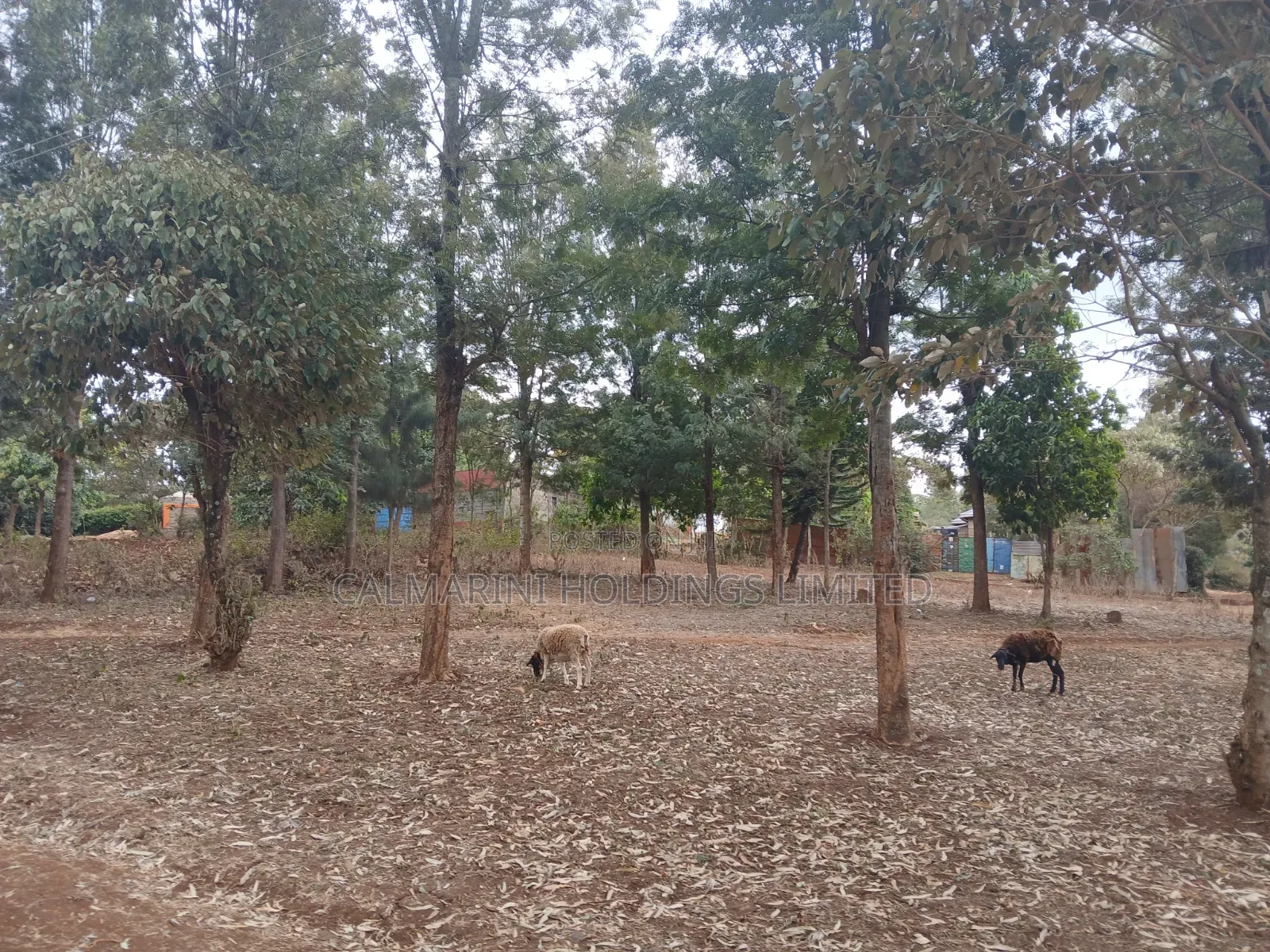 Prime Redsoil Quarter Acre Plot Off PCEA Road Tarmac With Grown Trees